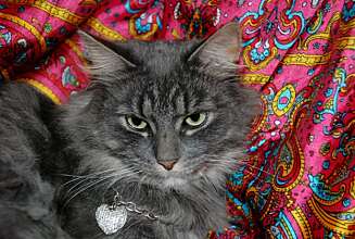 Familien har helgardert litt når de har gitt katten sin det velklingende navnet Kjell Unni. Familien har helgardert litt når de har gitt katten sin det velklingende navnet Kjell Unni.