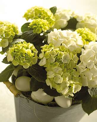 LAV HVIT: Hortensia finnes mest som forgrenede planter med masse blomster. Men plantene kan også dyrkes som små og lave, som passer i vinduskarmen. På denne tiden av året plasseres de helst direkte i sydvinduet. LAV HVIT: Hortensia finnes mest som forgrenede planter med masse blomster. Men plantene kan også dyrkes som små og lave, som passer i vinduskarmen. På denne tiden av året plasseres de helst direkte i sydvinduet.