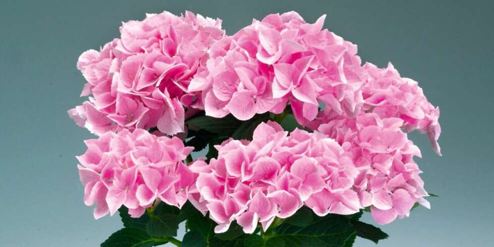 RØDROSA: Det botaniske navnet til hortensia er "Hydrangea" (gresk Hydro = vann og angeion = fat - vannfat). Navnet har den fått på grunn av de vakre og ofte fargeglade høybladenes fasong. Disse forveksles gjerne med blomster, men blomstene er små og uanselige og sitter i sentrum av høybladene. RØDROSA: Det botaniske navnet til hortensia er "Hydrangea" (gresk Hydro = vann og angeion = fat - vannfat). Navnet har den fått på grunn av de vakre og ofte fargeglade høybladenes fasong. Disse forveksles gjerne med blomster, men blomstene er små og uanselige og sitter i sentrum av høybladene.