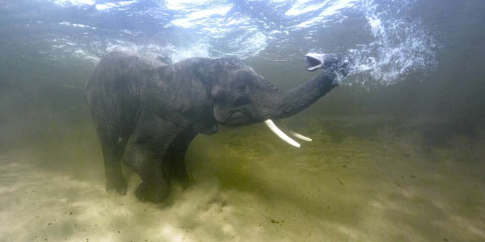 ELEFANT: Aldri sett en elefant på snorkeltur før? Planet Earth og BBC gir deg sjansen. ELEFANT: Aldri sett en elefant på snorkeltur før? Planet Earth og BBC gir deg sjansen.