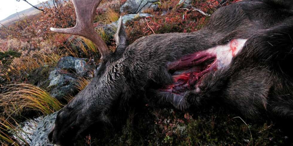 ELGFALL: Elgen er felt - og skal ut av skogen og på bordet. Vi tok hjertet med tilbake til skogen og stekte det på bål. ELGFALL: Elgen er felt - og skal ut av skogen og på bordet. Vi tok hjertet med tilbake til skogen og stekte det på bål.