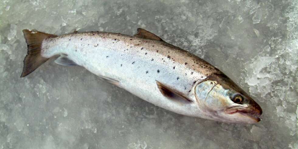 SMÅPENT: Blank som ei sild, med et anstrøk av rosa over ryggen. Slik skal en sjøørret se ut. SMÅPENT: Blank som ei sild, med et anstrøk av rosa over ryggen. Slik skal en sjøørret se ut.