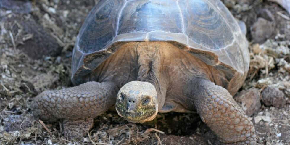 GALÁPAGOS-SKILPADDEN (elefantskilpadde) er verdens største landlevende skilpadde. GALÁPAGOS-SKILPADDEN (elefantskilpadde) er verdens største landlevende skilpadde.