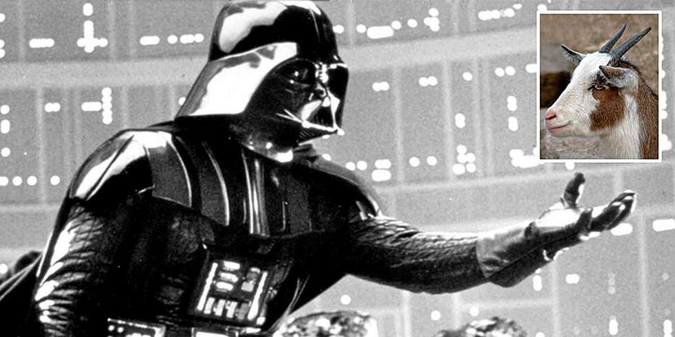 MED HORN OG HALE: Darth Vader koser med geiter når han ikke kjemper for univers-herredømme. MED HORN OG HALE: Darth Vader koser med geiter når han ikke kjemper for univers-herredømme.