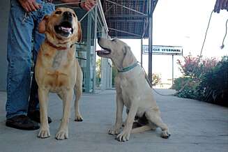 DIN HUND BLIR SJALU hvis du gir oppmerksomhet til en annen hund. DIN HUND BLIR SJALU hvis du gir oppmerksomhet til en annen hund.