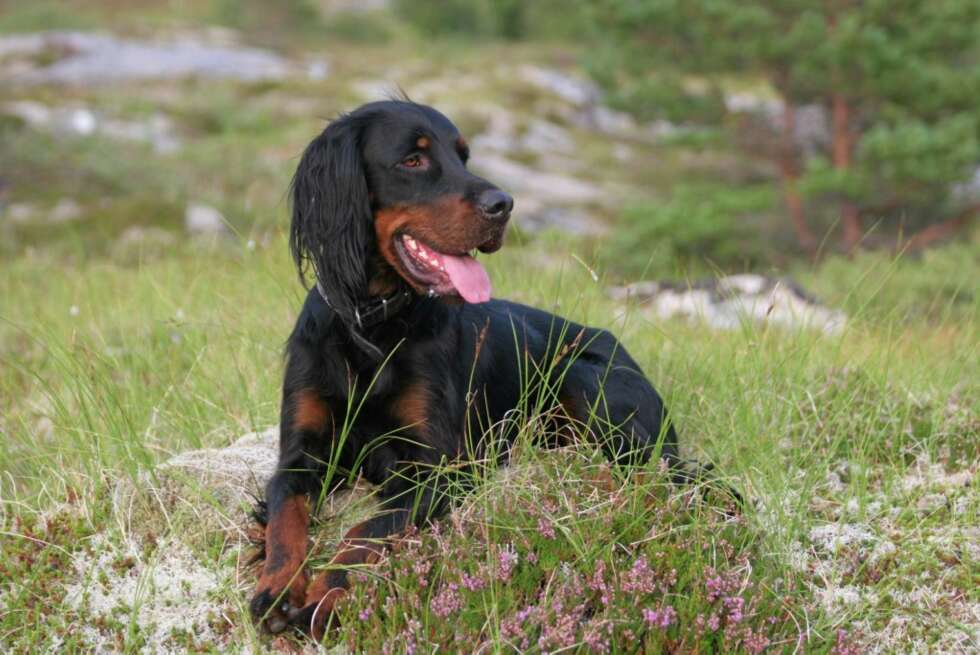 På lørdag kan man se flotte jakthunder i Vikingskipet. På lørdag kan man se flotte jakthunder i Vikingskipet.