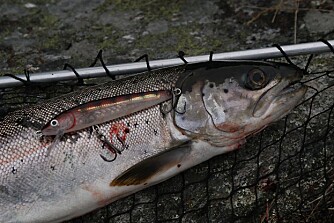 SJØØRRET: Denne lot seg friste av en wobbler, fisket rykkvis på grunt vann. Sjøørret kalles også ""havets sølv"" - en tallrik og sprek sportsfisk, og god mat. SJØØRRET: Denne lot seg friste av en wobbler, fisket rykkvis på grunt vann. Sjøørret kalles også ""havets sølv"" - en tallrik og sprek sportsfisk, og god mat.