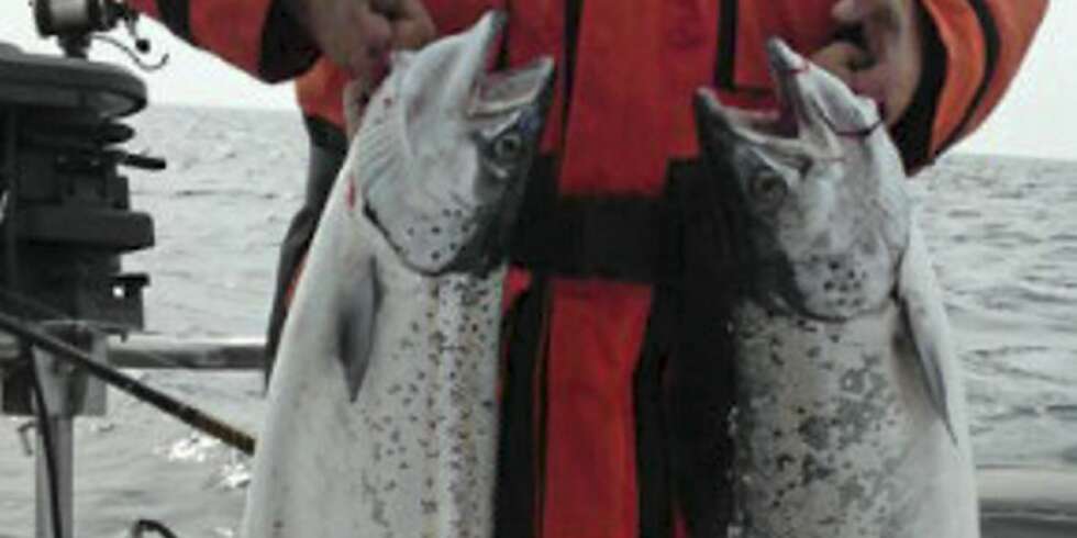PANGOPPKJØRING: Johnny Nohr og Team Mjøsa har landet laks laks på 8 og 7 kg dagen før åpningen av Trolling Master Bornholm. PANGOPPKJØRING: Johnny Nohr og Team Mjøsa har landet laks laks på 8 og 7 kg dagen før åpningen av Trolling Master Bornholm.