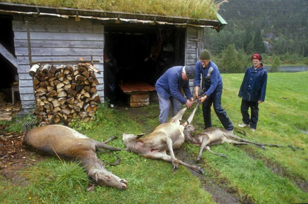 ETTERTRAKTET: Hjort er et ettertraktet vilt, men jakta byr på nok av utfordringer. ETTERTRAKTET: Hjort er et ettertraktet vilt, men jakta byr på nok av utfordringer.
