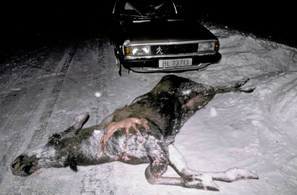 DREKTIG: Denne elgkua var drektig da hun ble påkjørt. DREKTIG: Denne elgkua var drektig da hun ble påkjørt.