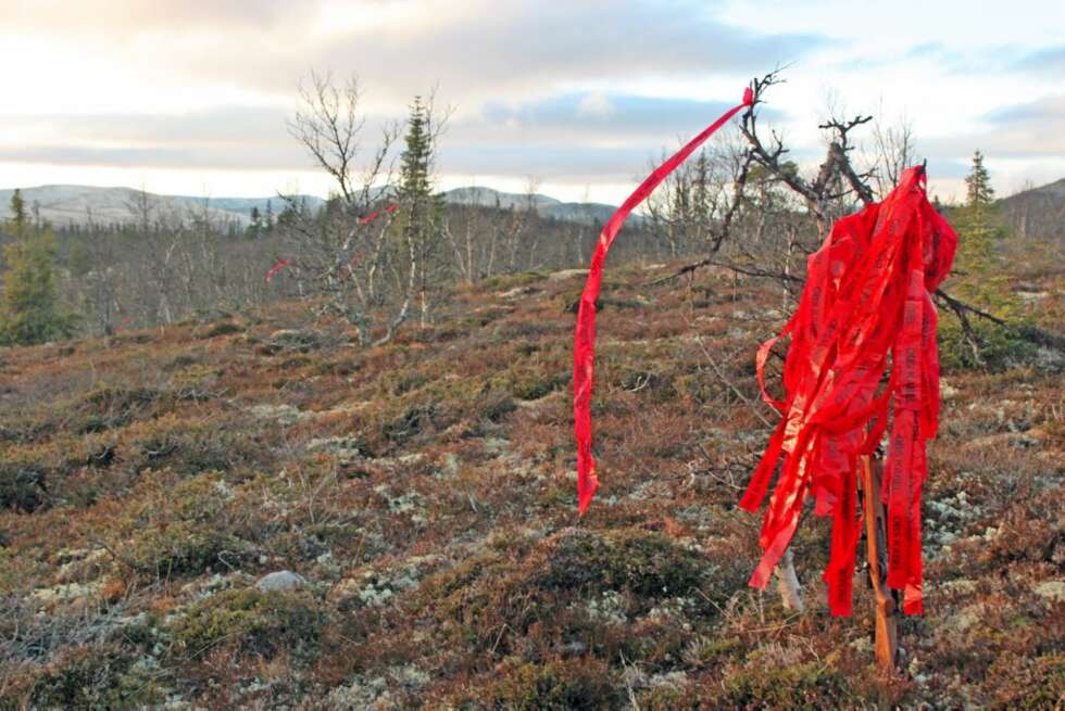 HALVANNEN METER: For lang avstand mellom båndene er ikke gunstig. Sørg for at det henger et bånd for hver halvannen meter eller kortere. HALVANNEN METER: For lang avstand mellom båndene er ikke gunstig. Sørg for at det henger et bånd for hver halvannen meter eller kortere.
