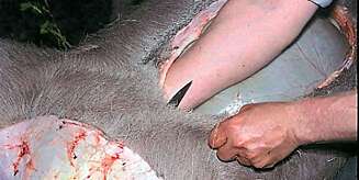 FLERE TEKNIKKER: Det finnes flere teknikker under åpning av buken. Her trues hånda under skinnet med godt tak om kniven, mens spissen peker oppover. FLERE TEKNIKKER: Det finnes flere teknikker under åpning av buken. Her trues hånda under skinnet med godt tak om kniven, mens spissen peker oppover.