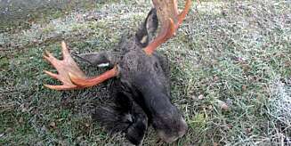 MANGE JEGERE ønsker å ta vare på hodet for å stoppe det ut. Da er det viktig å snitte riktig i skinnet under slaktingen. MANGE JEGERE ønsker å ta vare på hodet for å stoppe det ut. Da er det viktig å snitte riktig i skinnet under slaktingen.