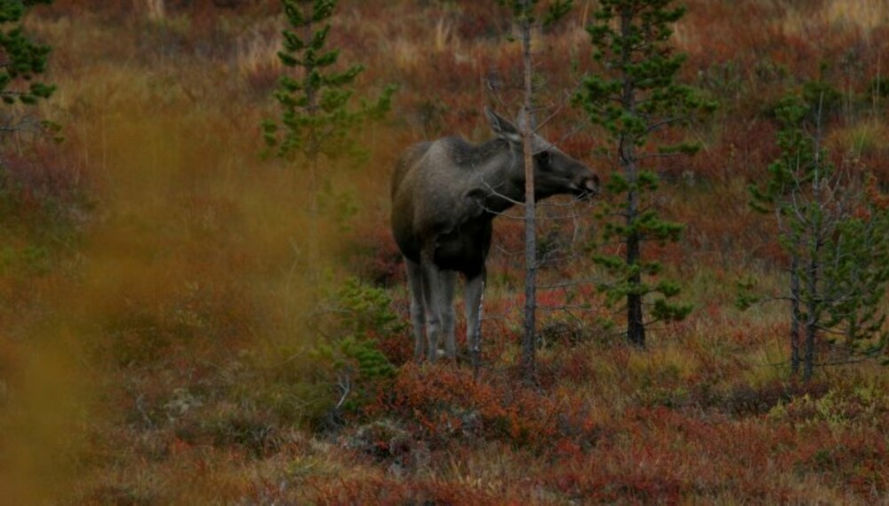HAR ELGEN GJEMT SEG? Mot slutten av jakta kan det noen ganger virke som elgen har gjemt seg – betydelig bedre enn denne har. Det er oftest ungdyr/kalv som blir igjen på kvoten. (Foto: Bjørn Brendbakkken) HAR ELGEN GJEMT SEG? Mot slutten av jakta kan det noen ganger virke som elgen har gjemt seg – betydelig bedre enn denne har. Det er oftest ungdyr/kalv som blir igjen på kvoten. (Foto: Bjørn Brendbakkken)