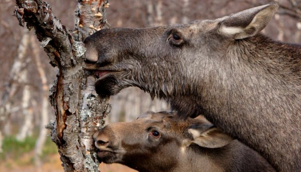 Mor og barn ute på leting etter mat... (Foto: Knut Erik Weman) Mor og barn ute på leting etter mat... (Foto: Knut Erik Weman)