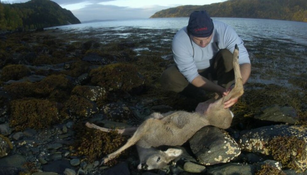 Bukkejakt i maritimt miljø. Ytterøya er et eldorado for bukkejegere. (Foto: Yngve Ask) Bukkejakt i maritimt miljø. Ytterøya er et eldorado for bukkejegere. (Foto: Yngve Ask)