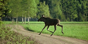 EN OPPLAGT situasjon der det ikke bør skytes på grunn av bevegelse. (Foto: Kenneth Johansson) EN OPPLAGT situasjon der det ikke bør skytes på grunn av bevegelse. (Foto: Kenneth Johansson)