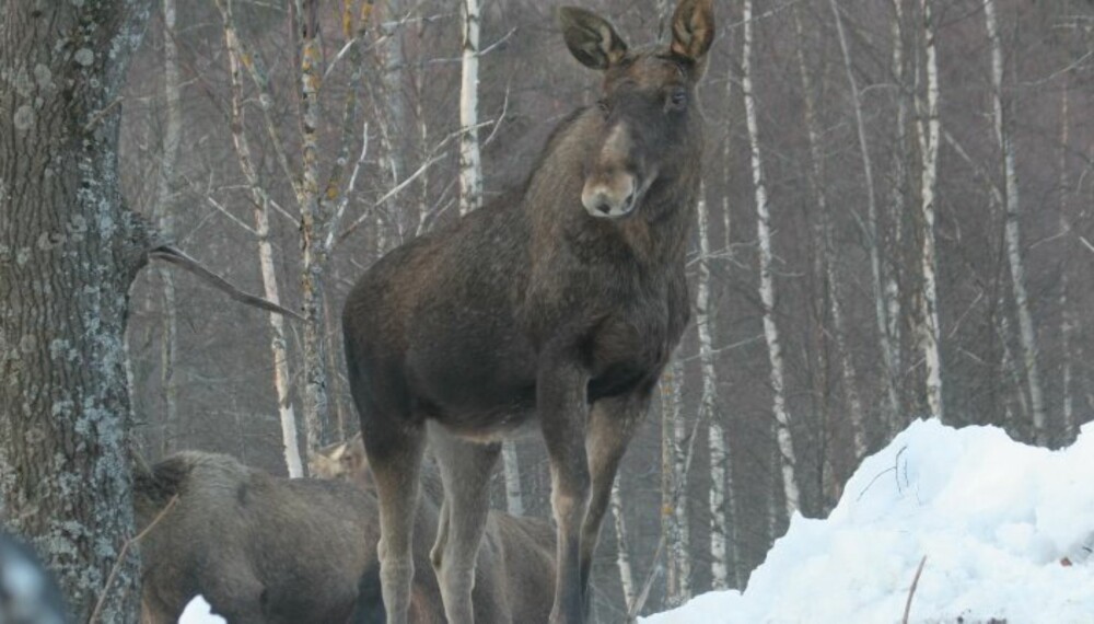 DYR I SILHUETT er en typisk situasjon som bør føre til at sikringen ikke løsnes. Her det dessuten flere dyr i bakgrunnen (Foto: Dag Kjelsaas) DYR I SILHUETT er en typisk situasjon som bør føre til at sikringen ikke løsnes. Her det dessuten flere dyr i bakgrunnen (Foto: Dag Kjelsaas)