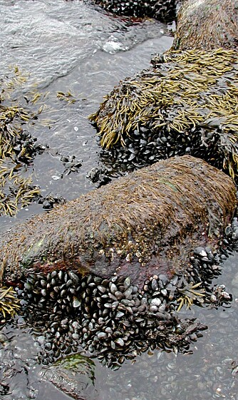 FLO OG FJÆRE: Tidevannet påvirker alt livet i havet. Fiskens bitelyst er også avhengig av de regelmessige bevegelsene i vannmassene som skyldes tyngdekraften fra månen og sola. FLO OG FJÆRE: Tidevannet påvirker alt livet i havet. Fiskens bitelyst er også avhengig av de regelmessige bevegelsene i vannmassene som skyldes tyngdekraften fra månen og sola.