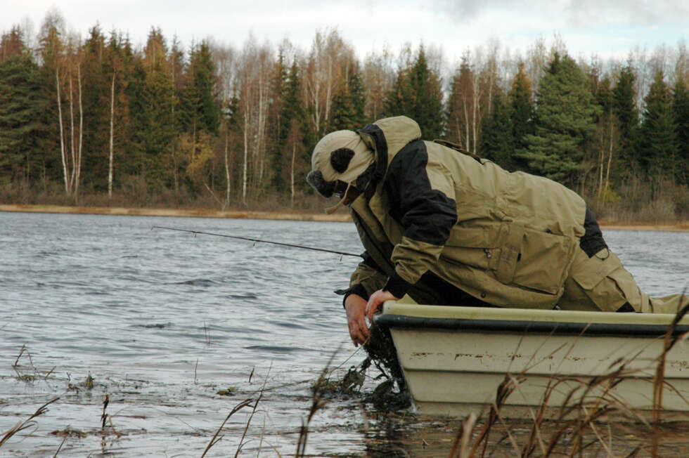 HJELPENDE HÅND: Femkilosgjedda kjører seg fast i sivet, og Jan må ut med båten for å få fisken løs. HJELPENDE HÅND: Femkilosgjedda kjører seg fast i sivet, og Jan må ut med båten for å få fisken løs.