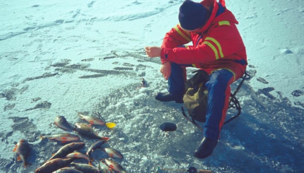 MANGE ABBOR: Blankisflekker på vannet er ofte gode steder for å trekke opp abbor. Foto: Cato Bekkevold MANGE ABBOR: Blankisflekker på vannet er ofte gode steder for å trekke opp abbor. Foto: Cato Bekkevold