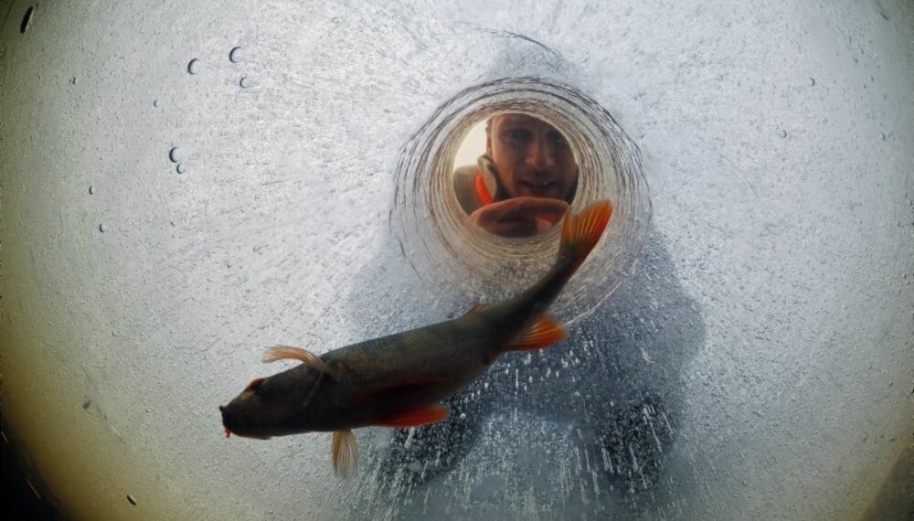 KIKKEFISKE er spennende, og godt egnet på stålisen. Da ser du langt til sidene og er forberedt når fisken kommer. (Foto: Yngve Ask) KIKKEFISKE er spennende, og godt egnet på stålisen. Da ser du langt til sidene og er forberedt når fisken kommer. (Foto: Yngve Ask)