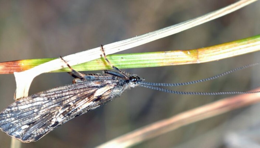 VÅRFLUEFISKE: Når denne karen flyter på vannflata, er det bare å finne fram fluestanga. (Foto: Bjørn M. Pettersen) VÅRFLUEFISKE: Når denne karen flyter på vannflata, er det bare å finne fram fluestanga. (Foto: Bjørn M. Pettersen)