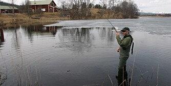 Ørret på mormyshkaen.(Foto: Dag Kjelsaas) Ørret på mormyshkaen.(Foto: Dag Kjelsaas)