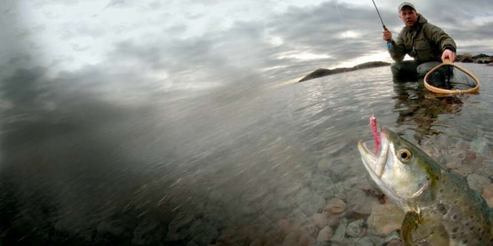 OPPSØK sjøørreten midt i matfatet! (Foto: Yngve Ask/Scanout.com) OPPSØK sjøørreten midt i matfatet! (Foto: Yngve Ask/Scanout.com)