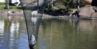 Her har duppmeite med brisling sikret en pen sjøørret. (Foto: Krister Ottesen) Her har duppmeite med brisling sikret en pen sjøørret. (Foto: Krister Ottesen)