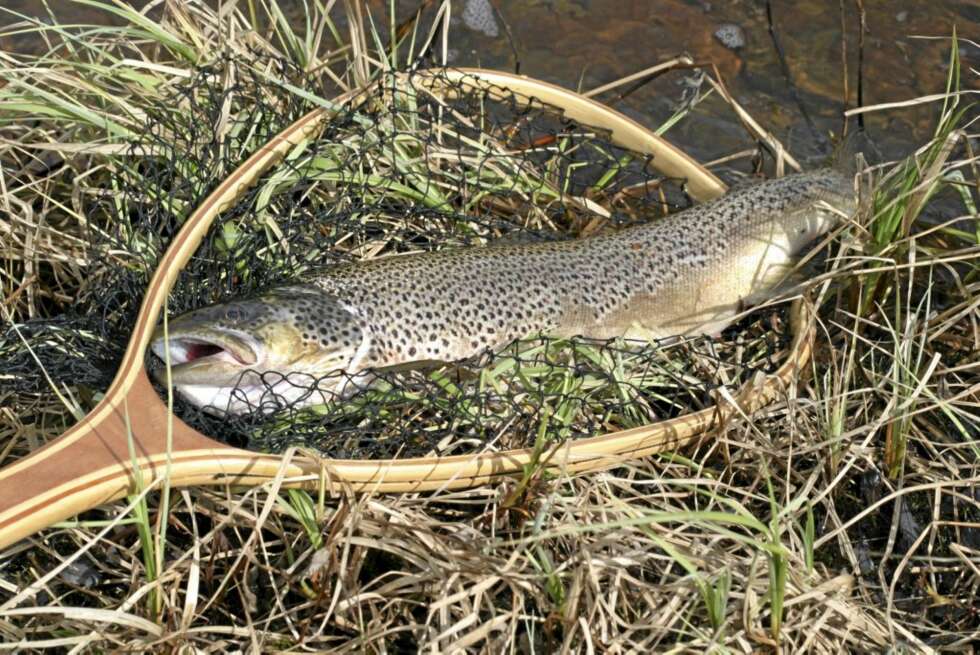Det er fristende å prøve flua eller sluken etter måneder med islokk over vann og elver. Likevel er det meiting med mark som ofte gir flest napp når vinteren slipper taket og vannene åpner seg. (Foto: Dag Kjelsaas) Det er fristende å prøve flua eller sluken etter måneder med islokk over vann og elver. Likevel er det meiting med mark som ofte gir flest napp når vinteren slipper taket og vannene åpner seg. (Foto: Dag Kjelsaas)
