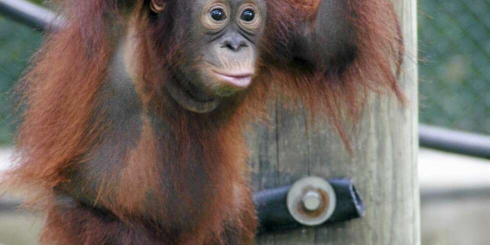 Orangutang-ungen Dinda Orangutang-ungen Dinda