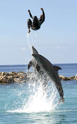 IMPONERENDE: På Curacao Sea Aquarium & Dolphin Academy kan du både se et fantastisk delfinshow og selv svømme med delfinene. IMPONERENDE: På Curacao Sea Aquarium & Dolphin Academy kan du både se et fantastisk delfinshow og selv svømme med delfinene.