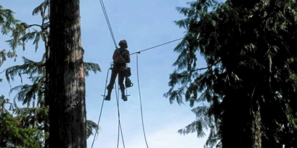 HØYT HENGER DE, og tøffe er de. Med livet som innsats hogger de tøffeste tømmerhoggerne trær på Vancouver Island, Canada. HØYT HENGER DE, og tøffe er de. Med livet som innsats hogger de tøffeste tømmerhoggerne trær på Vancouver Island, Canada.