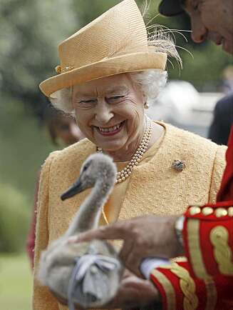 GOD DAG, SVANE PANE: Dronning Elizabeth hilser på sine nye svanebarn. GOD DAG, SVANE PANE: Dronning Elizabeth hilser på sine nye svanebarn.