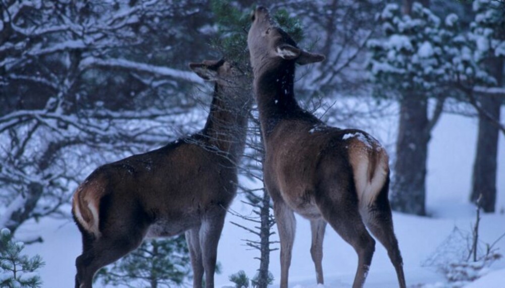 VINTER OG SNØDYBDE er den begrensende faktoren for hjorten i indre strøk på Østlandet. (Foto: Erlend Haarberg) VINTER OG SNØDYBDE er den begrensende faktoren for hjorten i indre strøk på Østlandet. (Foto: Erlend Haarberg)