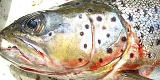 BEVISST ELLER UBEVISST: Er det smerte eller kun enkle ubevisste reflekser som styrer fiskens adferd når det biter på kroken og forsøker å unnslippe. BEVISST ELLER UBEVISST: Er det smerte eller kun enkle ubevisste reflekser som styrer fiskens adferd når det biter på kroken og forsøker å unnslippe.