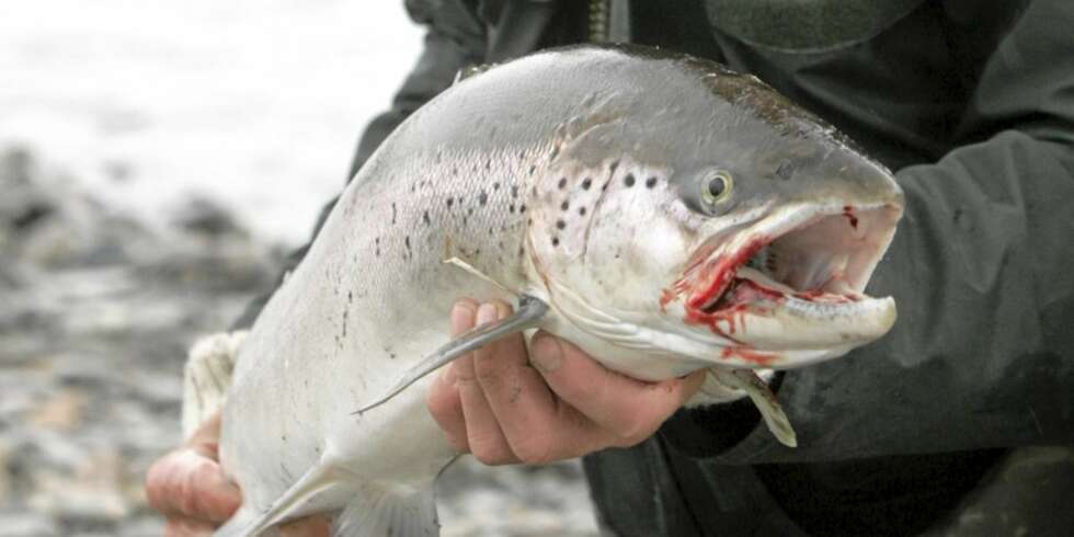 VONDT? Er det smerte eller kun enkle ubevisste reflekser som styrer fisken på kroken og forsøker å unnslippe. Denne laksen ser ut ti lå ha hatt det bedre før. VONDT? Er det smerte eller kun enkle ubevisste reflekser som styrer fisken på kroken og forsøker å unnslippe. Denne laksen ser ut ti lå ha hatt det bedre før.