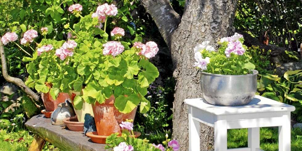 På den gamle trebenken står en samling Märbacka pelargonier, med vakre lyserøde blomster. Pelargonier liker ikke regn, og trives derfor godt i ly av trær. På den gamle trebenken står en samling Märbacka pelargonier, med vakre lyserøde blomster. Pelargonier liker ikke regn, og trives derfor godt i ly av trær.