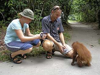 Å møte orangutangene på Borneo føltes som å møte mennesker. - Det var en av de beste opplevelsene på turen, de er nesten som oss, sier Benjamin. Å møte orangutangene på Borneo føltes som å møte mennesker. - Det var en av de beste opplevelsene på turen, de er nesten som oss, sier Benjamin.