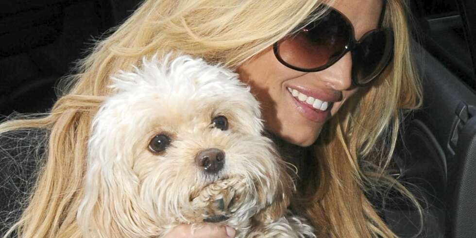 FORSVUNNET: Jessica Simpson leter frenetisk for å finne igjen sin følgesvenn og baby gjennom mange år; maltipoo-en Daisy. FORSVUNNET: Jessica Simpson leter frenetisk for å finne igjen sin følgesvenn og baby gjennom mange år; maltipoo-en Daisy.