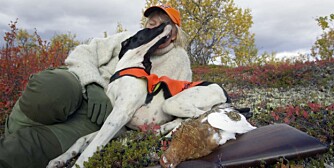 Bikkje og jeger tar en velfortjent pust i bakken etter en lang dag... (Foto: Dag H. Karlsen) Bikkje og jeger tar en velfortjent pust i bakken etter en lang dag... (Foto: Dag H. Karlsen)