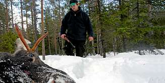 ELGFALL I SNØEN: Det ble elg, en piggokse. ELGFALL I SNØEN: Det ble elg, en piggokse.