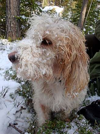 SNØ I BARTEN: Basset Krutsjev med snø i barten. SNØ I BARTEN: Basset Krutsjev med snø i barten.