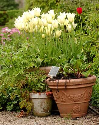 FRODIG: Overalt gror det blomster. FRODIG: Overalt gror det blomster.