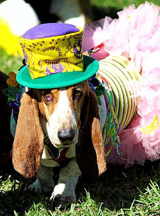 EN HUND ETTER KARNEVAL: Denne fine krabaten har pyntet seg, eller rettere sagt blitt pyntet, til karnevalet i New Orleans. EN HUND ETTER KARNEVAL: Denne fine krabaten har pyntet seg, eller rettere sagt blitt pyntet, til karnevalet i New Orleans.
