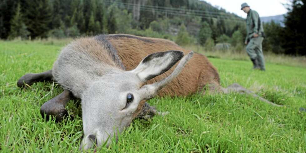 FORT HJORT: Det er enkelt å greit å jakte på ""bøen"", alstå på jordene, og mange av hjortene rundt Jølster felles der. Men, det er mer spennende å smygjakte i skogen. FORT HJORT: Det er enkelt å greit å jakte på ""bøen"", alstå på jordene, og mange av hjortene rundt Jølster felles der. Men, det er mer spennende å smygjakte i skogen.