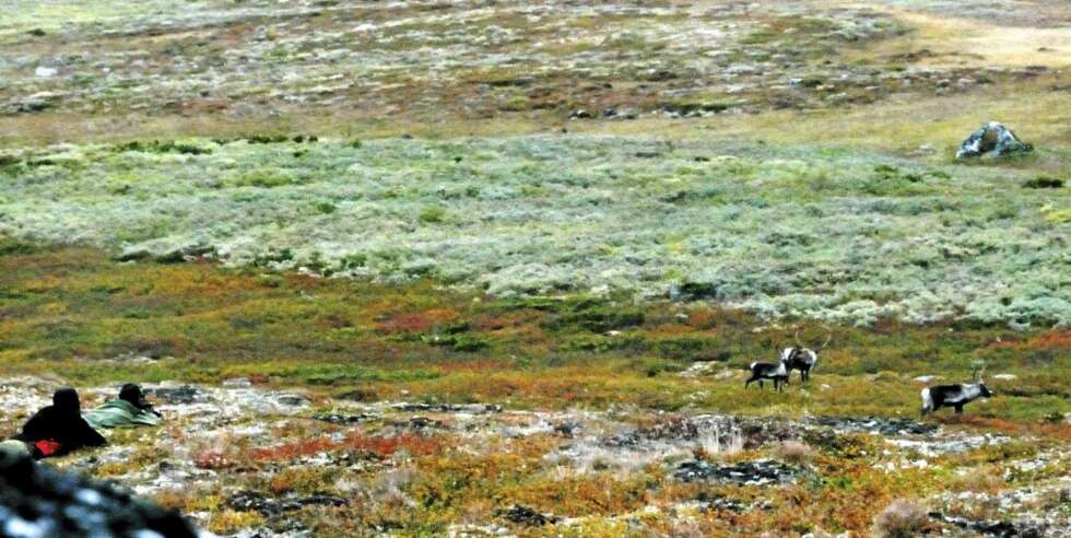 ÅLING MOT VILLREINFLOKK: Villreinjegere må bruke øyne og kikkert godt og åle seg fram mot flokkene for å komme til skudd. ÅLING MOT VILLREINFLOKK: Villreinjegere må bruke øyne og kikkert godt og åle seg fram mot flokkene for å komme til skudd.