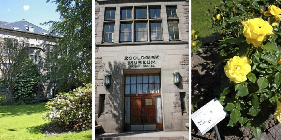 I Botanisk hage er det mye å lære - og veldig koselig å gå tur i. I Botanisk hage er det mye å lære - og veldig koselig å gå tur i.