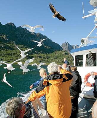 Havørnsafari i Lofotens skjærgård er en av de mest populære utfluktene. Med et vingespenn på to meter er rovfuglen et mektig syn. Havørnsafari i Lofotens skjærgård er en av de mest populære utfluktene. Med et vingespenn på to meter er rovfuglen et mektig syn.